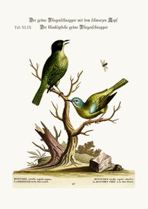 El Papamoscas de Capucha Verde. El Papamoscas Verde de Cabeza Azul, 1749-73